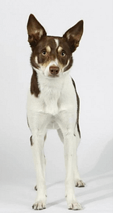 Filmhunde_Hazel