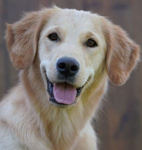 Hund buchen Werbung