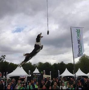Dog Diving