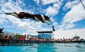 Dog Diving Championship