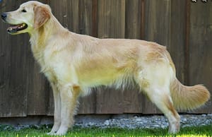 Hundeshow Hamburg